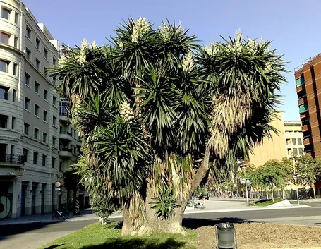 Yucca elephantipes