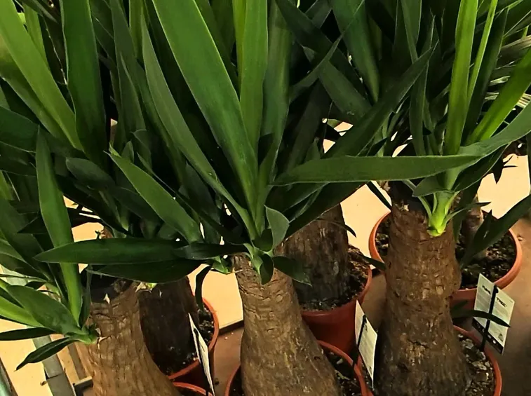 Yucca vaso