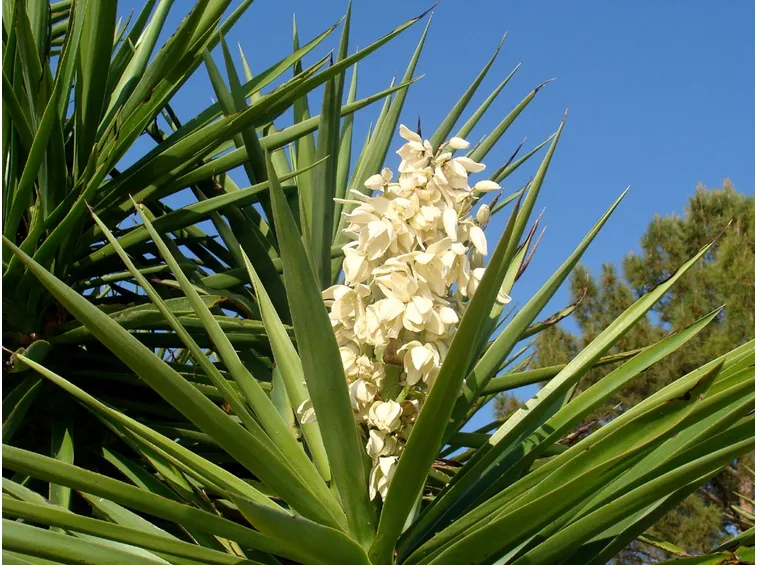 Yucca elephantipes fiore