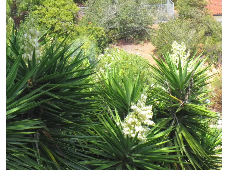 Yucca piante