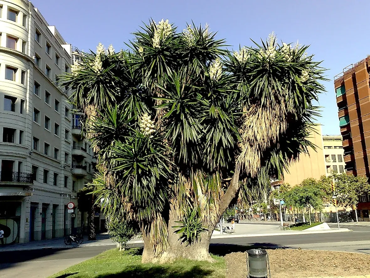 Yucca elephantipes