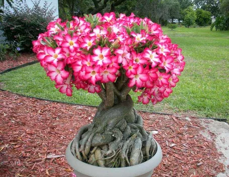 adenium obesa pianta