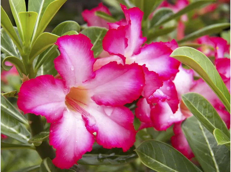 Adenium fiore