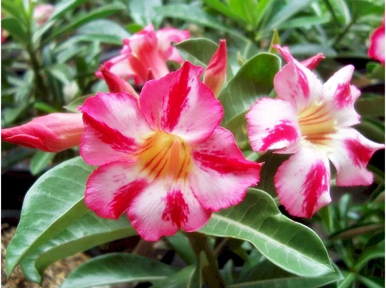 adenium obesa 