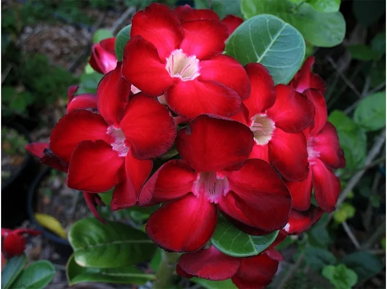 adenium rossa