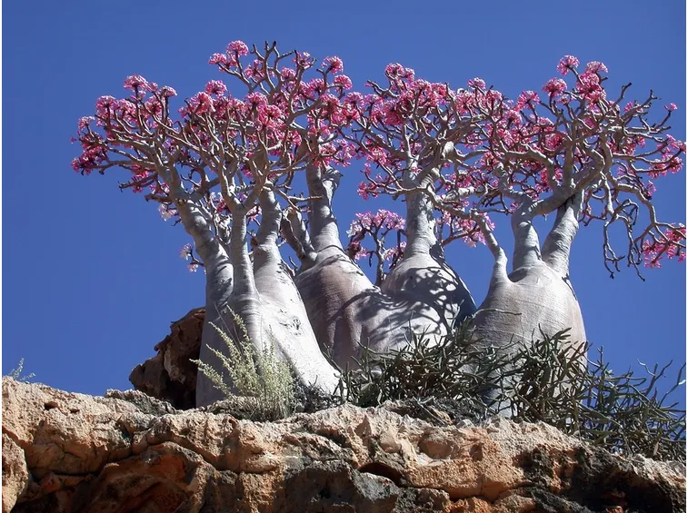 adenium in natura