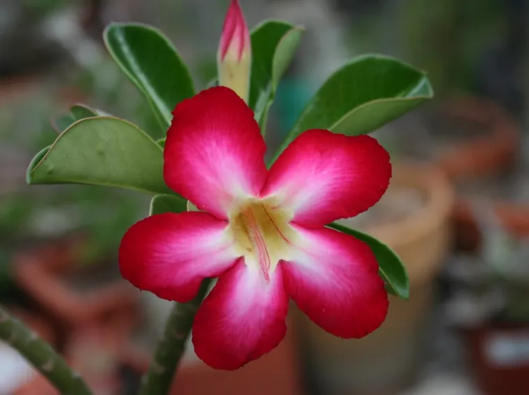 fiore adenium obesa
