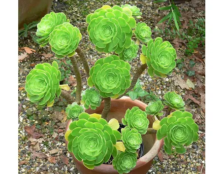 Aeonium arboreum