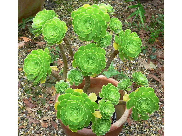 Aeonium arboreum