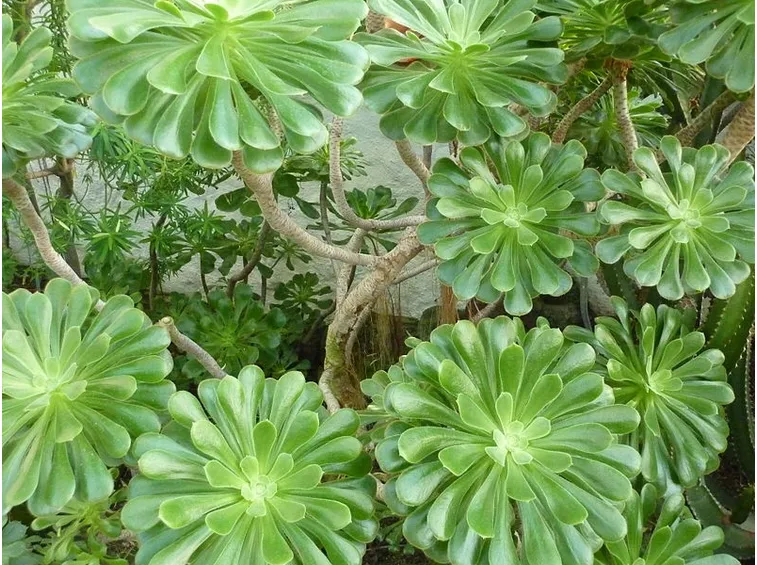 Piante aeonium