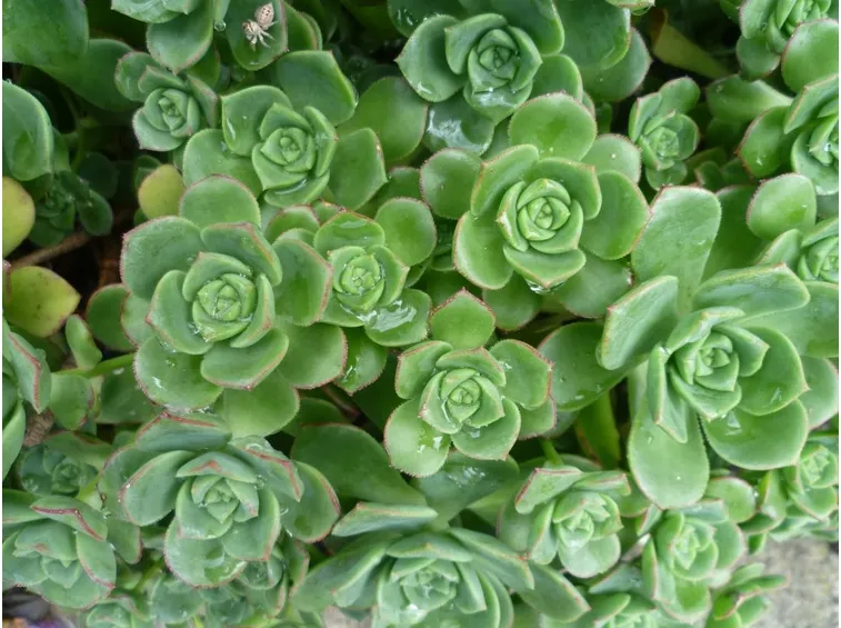 Rosette aeonium