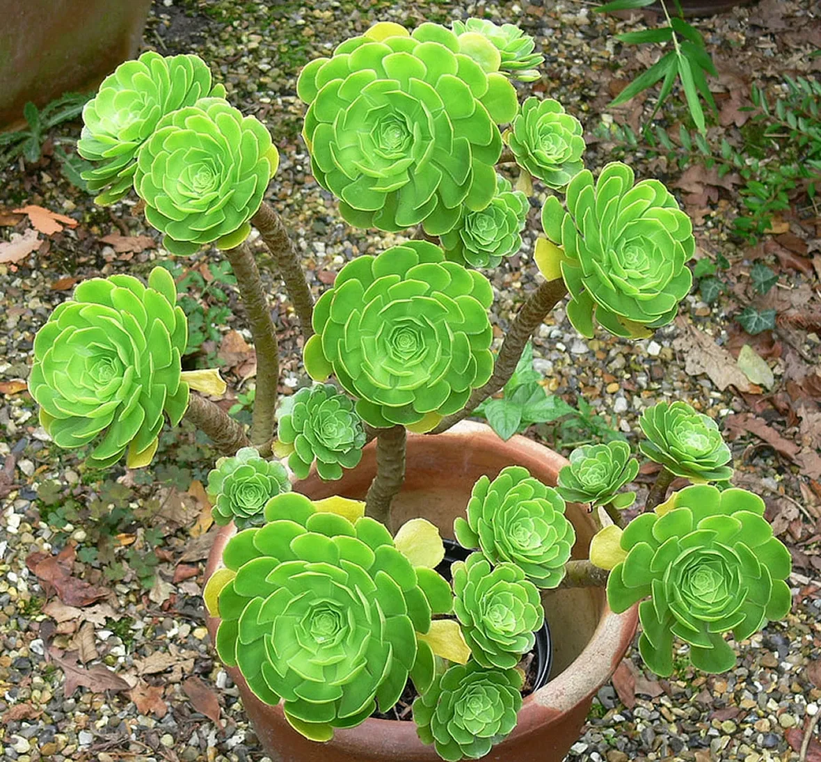 Aeonium arboreum