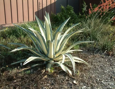 Agave coltivata in giardino