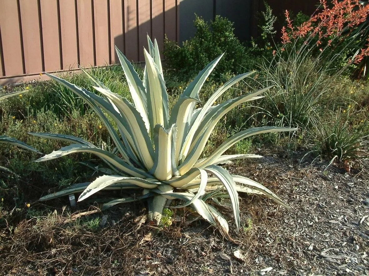 Agave coltivata in giardino