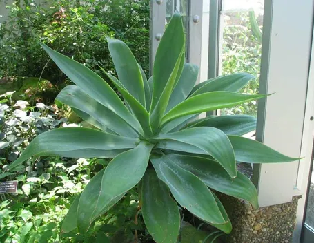 Agave attenuata