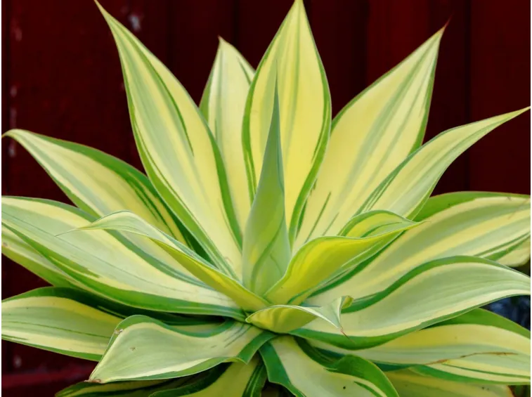 Agave attenuata variegata