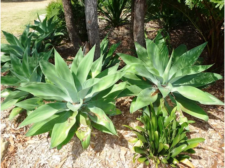 Agave attenuata