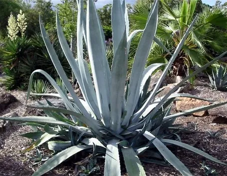 Un esemplare di agave americana