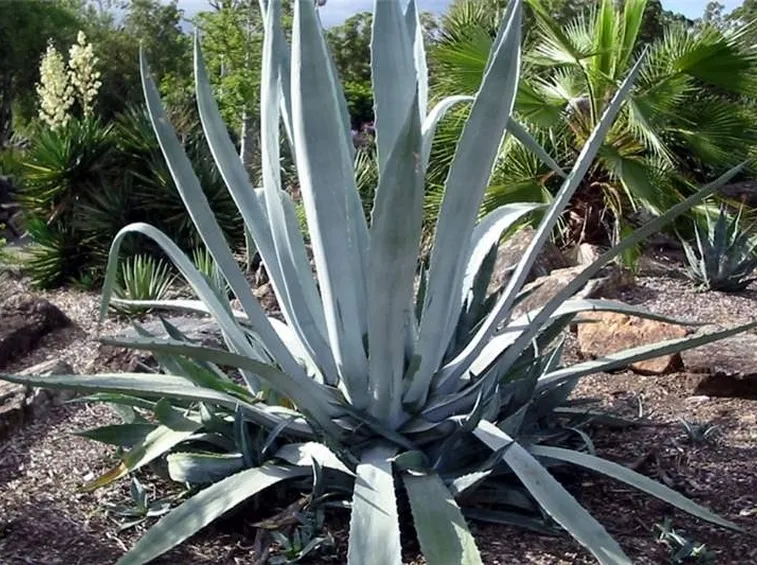 Un esemplare di agave americana