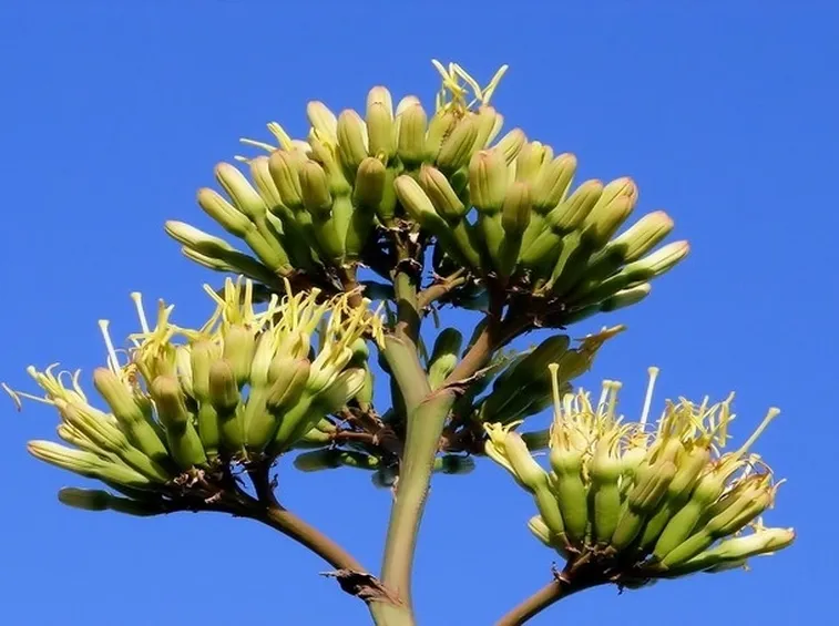La singolare infiorescenza dell'agave