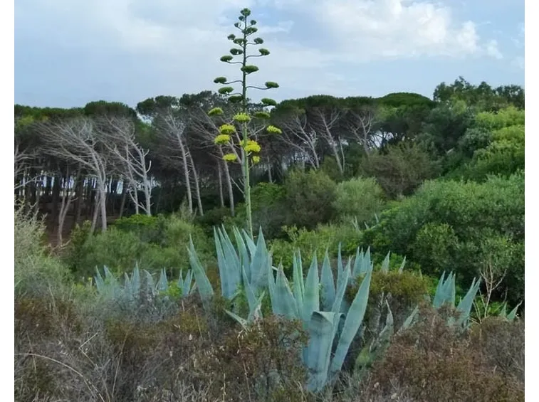 Un esemplare di agave fiorita nel pieno della sua maturità