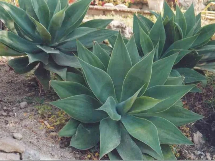 Giovani piante di agave