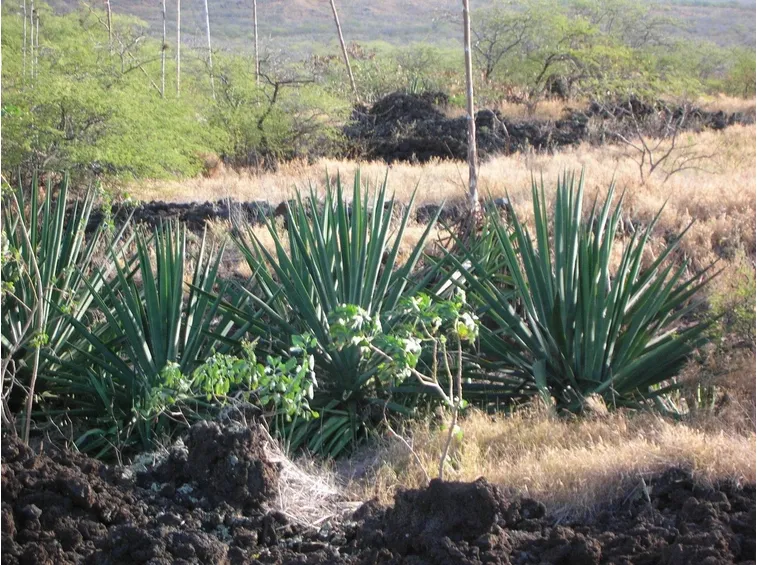 Agave sisalana
