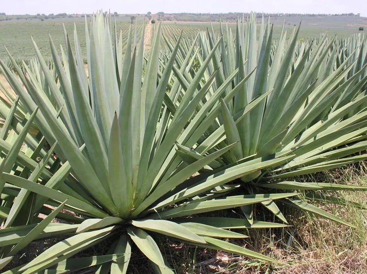 Agave sisalana