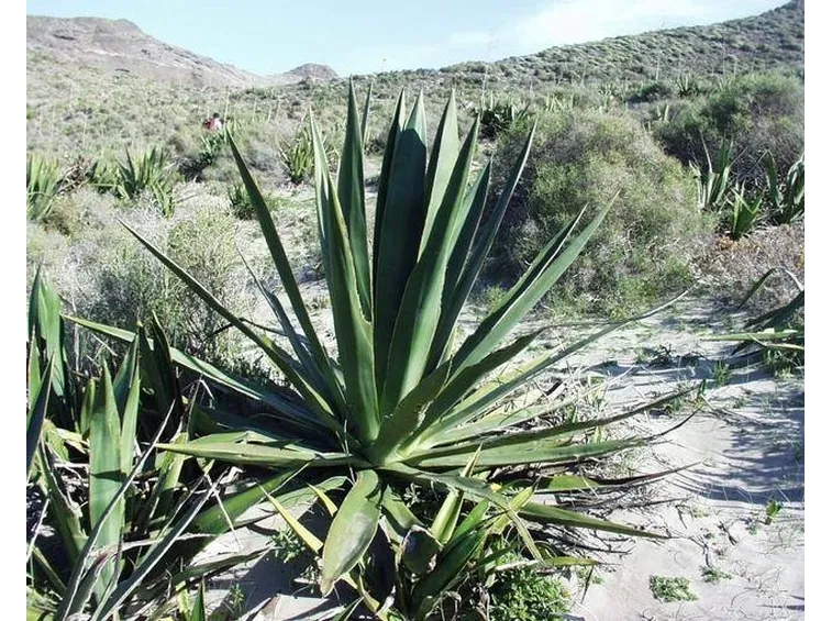 Coltivazione dell'Agave sisalana