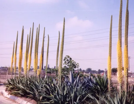 agavi in fiore