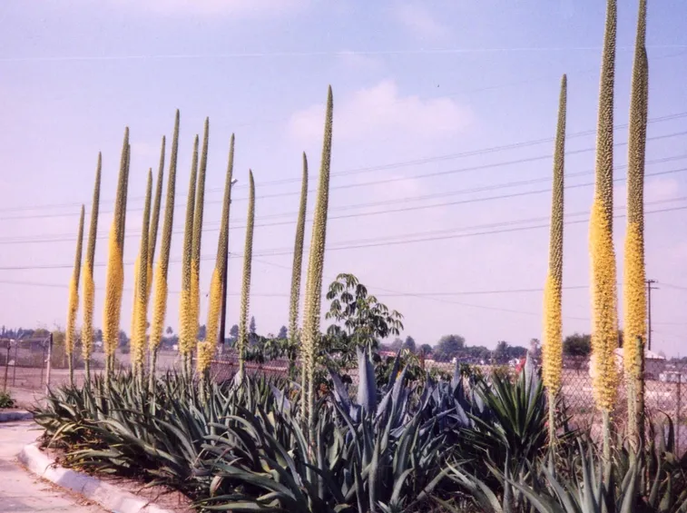 agavi in fiore