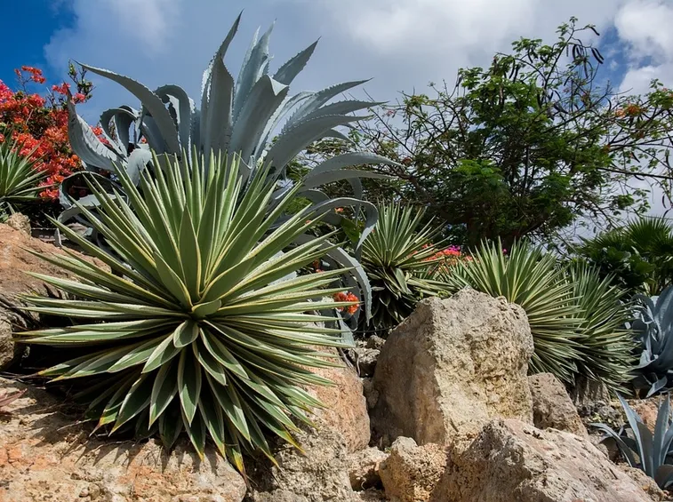agave