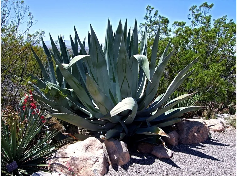 agave