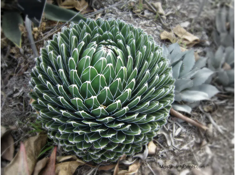 agave