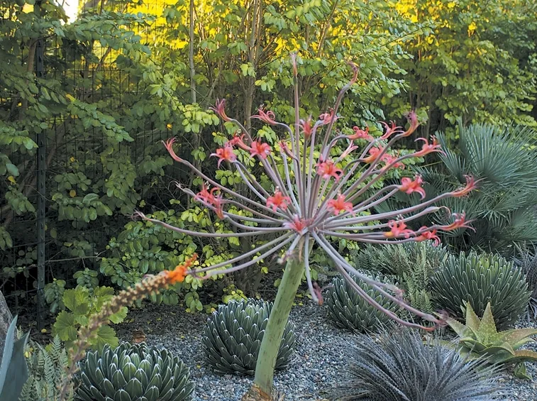 fiore di agave