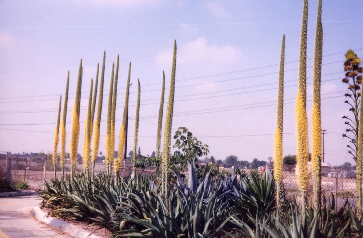 agavi in fiore