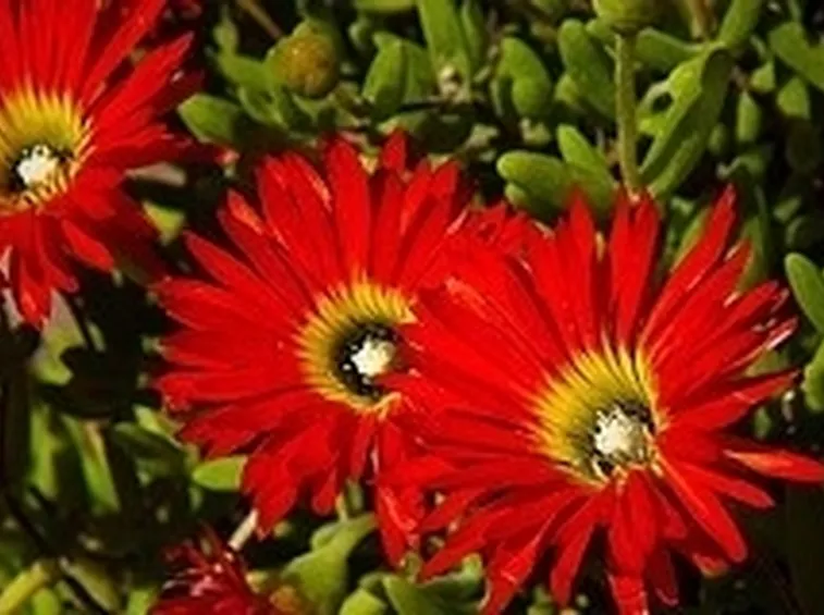 pianta grassa di Lampranto