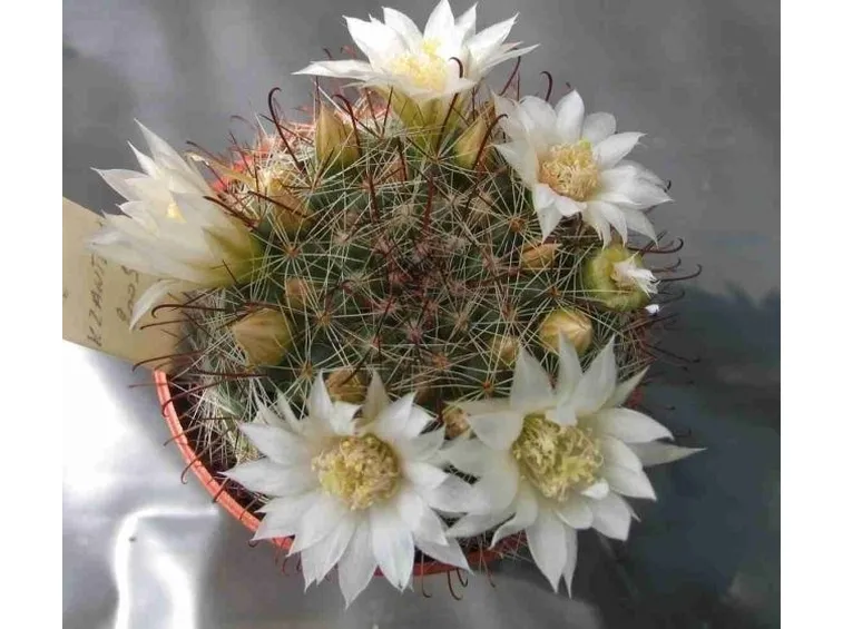 cactacea mammillaria fiorita