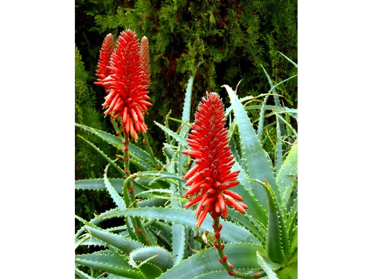 fioritura di aloe vera