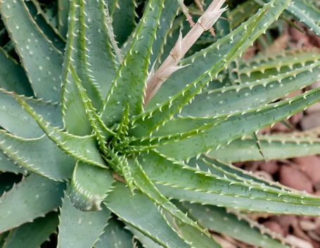 Aloe spinosissima