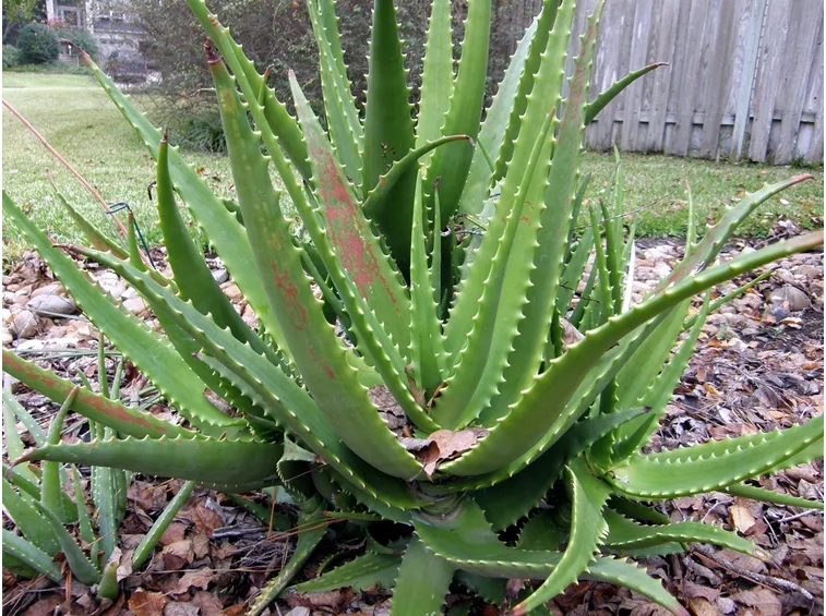 coltivare aloe