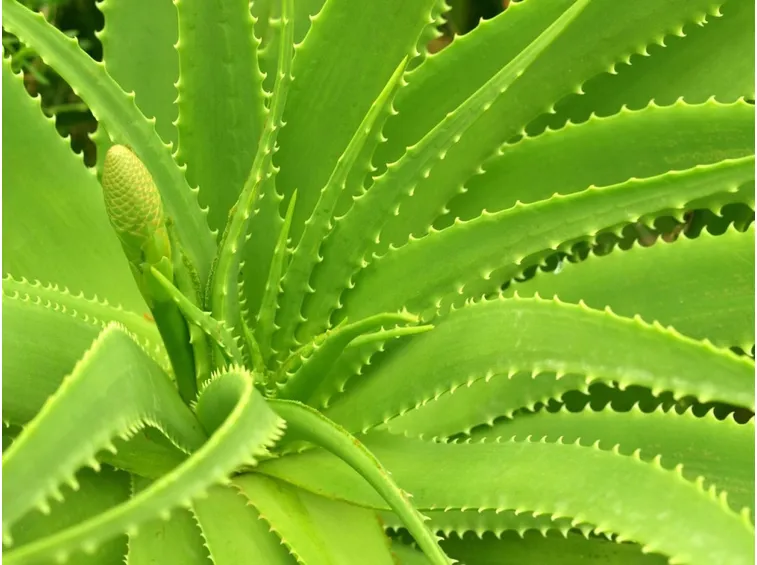 Aloe pianta