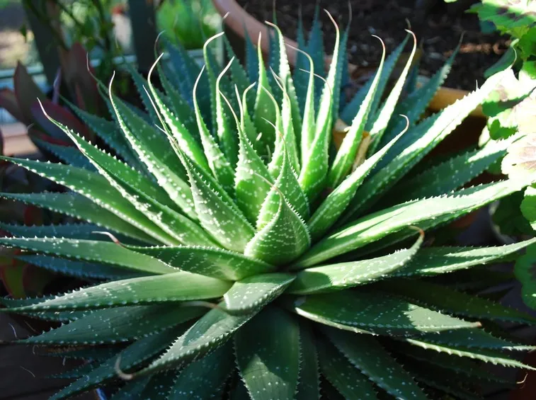 Dettaglio aloe