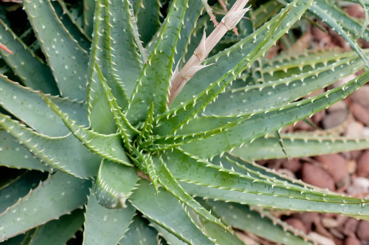 Aloe spinosissima