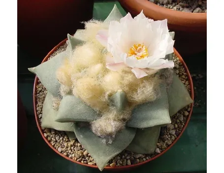 Esemplare di Ariocarpus