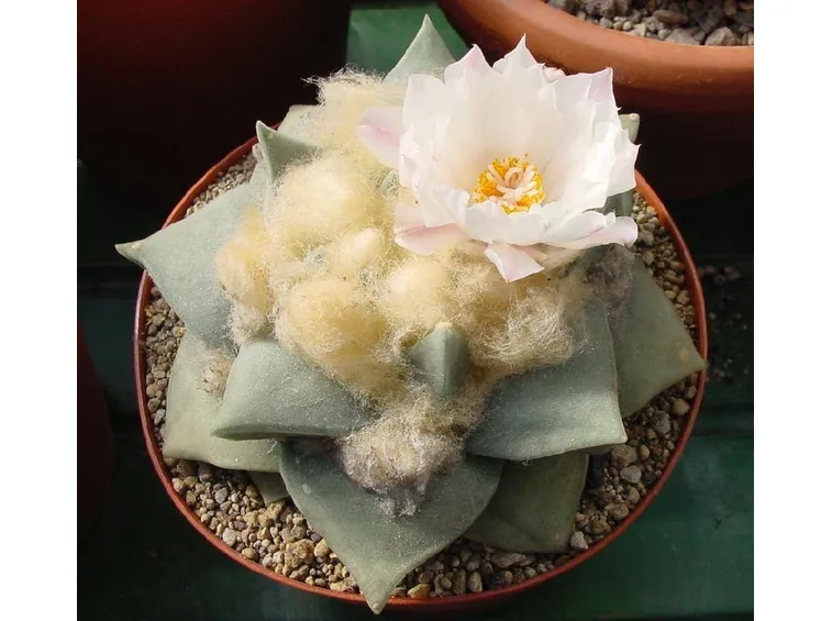 Esemplare di Ariocarpus