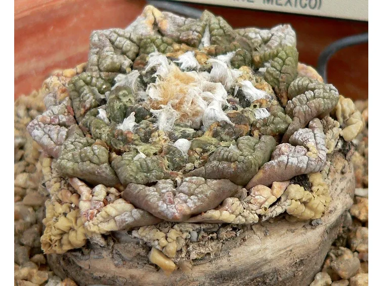 Ariocarpus