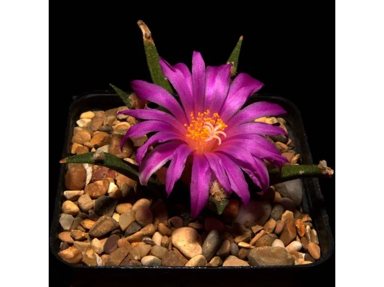 Dettaglio infiorescenze Ariocarpus