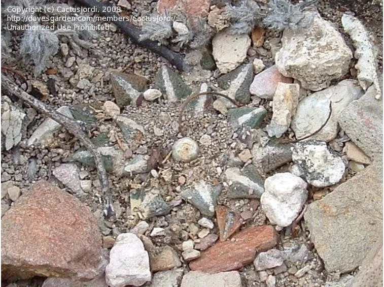 Ariocarpus nel suo ambiente naturale