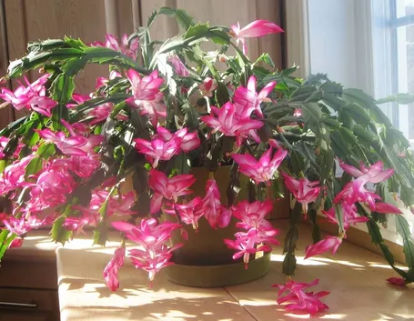 Cactus di Natale